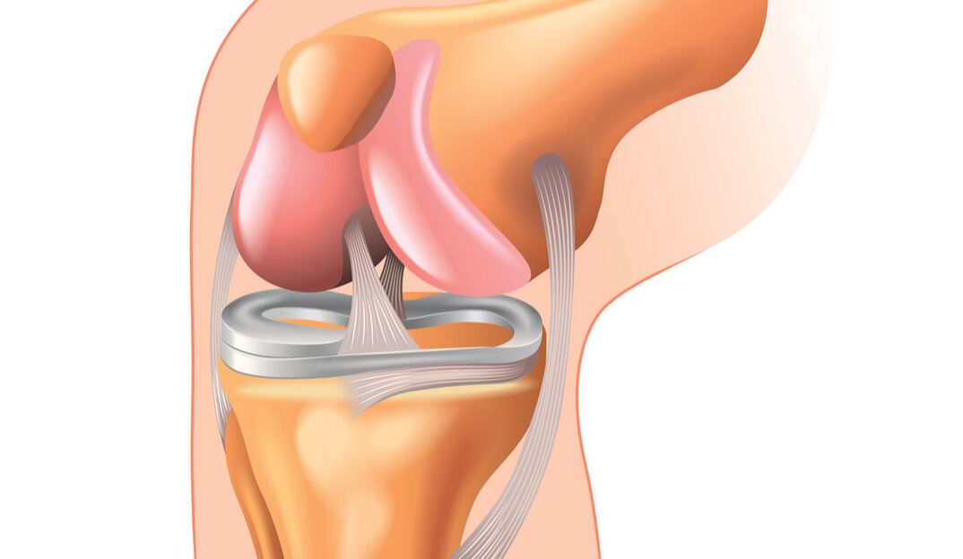 La estructura de la articulación de la rodilla. 